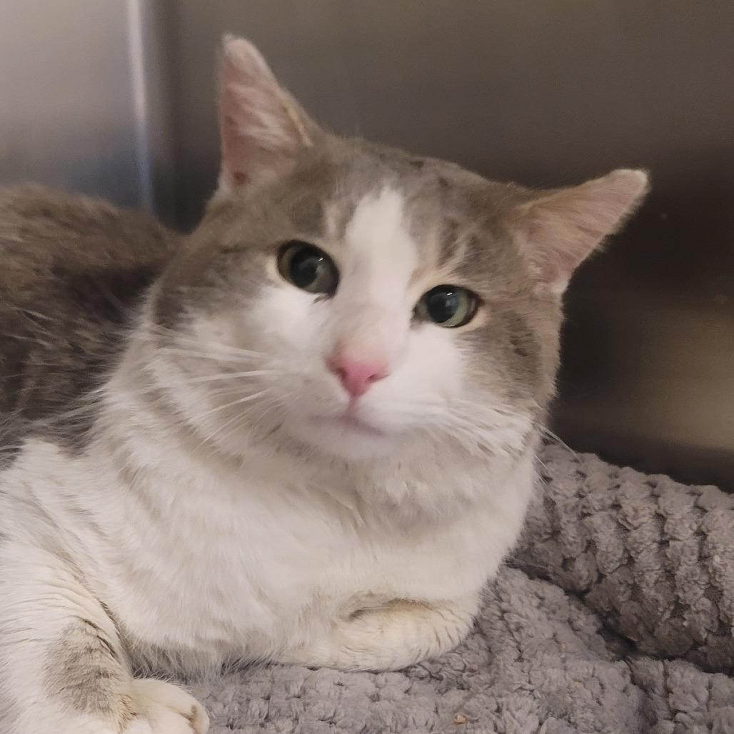 Enlarge Moose, a Adoptable Domestic Short Hair in Tipton, IN image 4/6