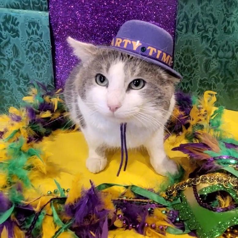 Enlarge Moose, a Adoptable Domestic Short Hair in Tipton, IN image 5/6