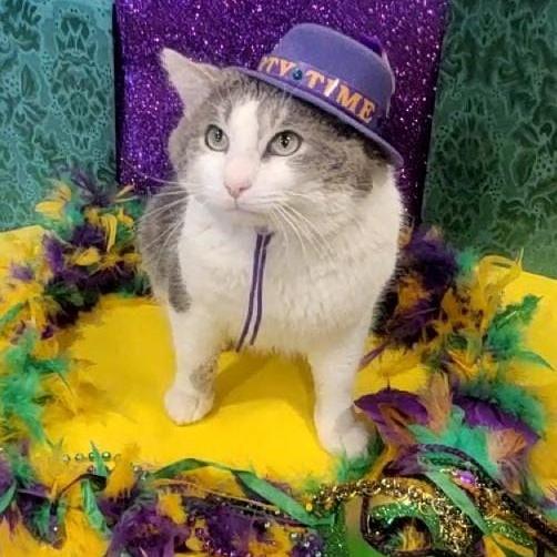 Enlarge Moose, a Adoptable Domestic Short Hair in Tipton, IN image 6/6