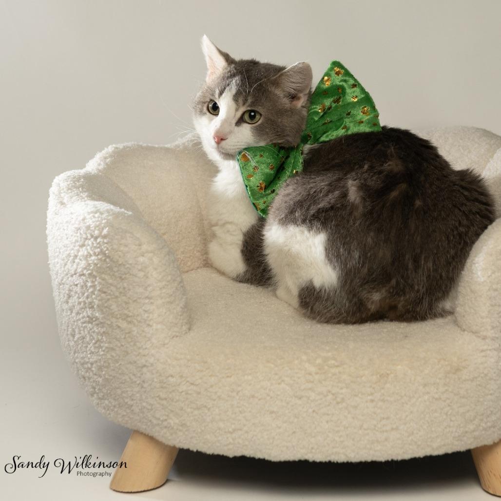 Enlarge Moose, a Adoptable Domestic Short Hair in Tipton, IN image 6/6