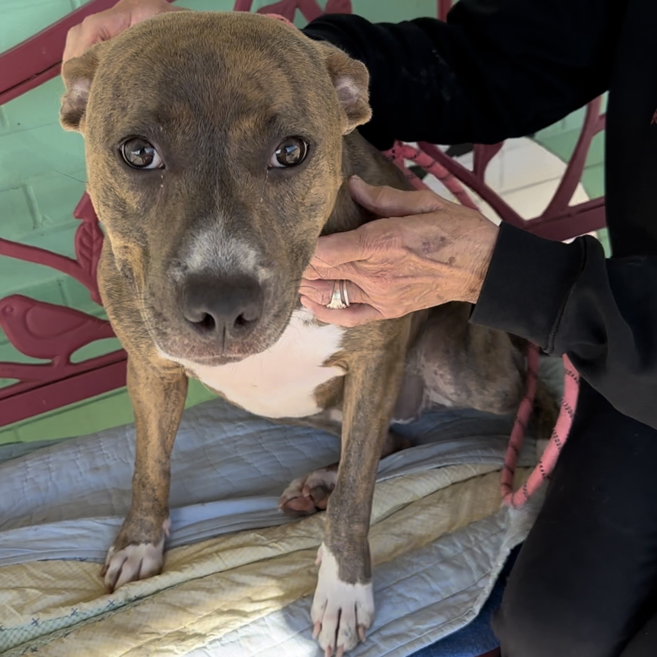 Shadow, Adoptable, Young Female Pit Bull Terrier.