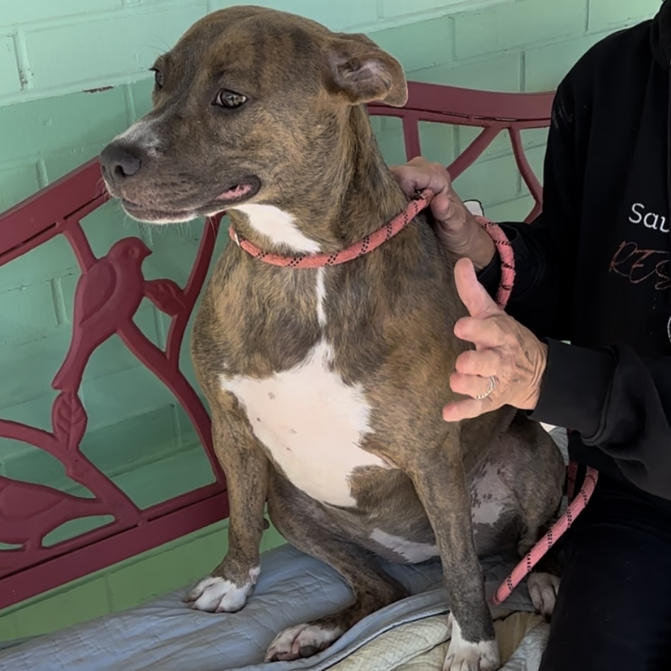 Shadow, a Adoptable Pit Bull Terrier in Trenton, MO image 2/6