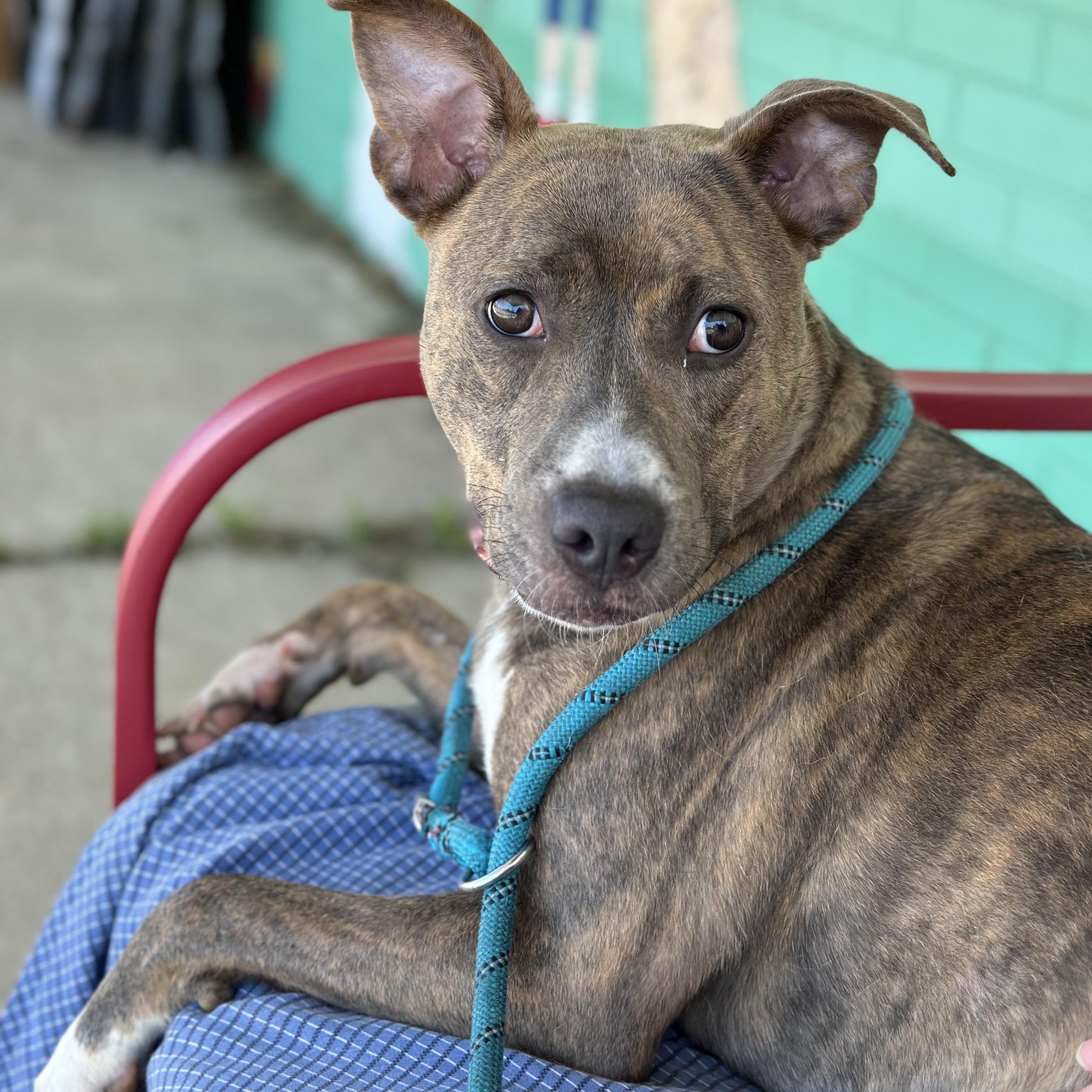 Shadow, a Adoptable Pit Bull Terrier in Trenton, MO image 3/6