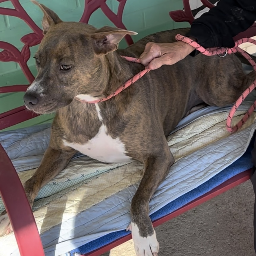 Shadow, a Adoptable Pit Bull Terrier in Trenton, MO image 4/6