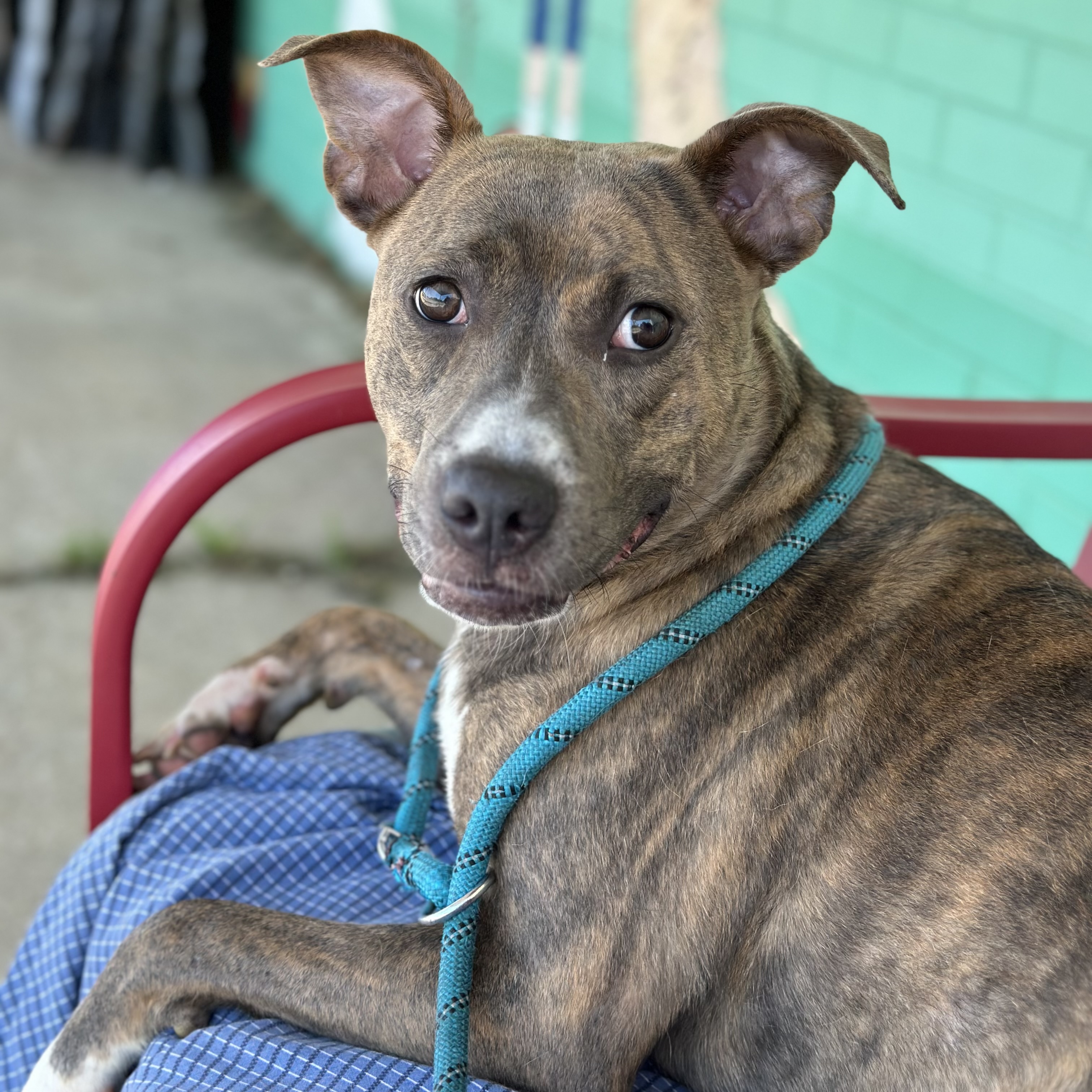 Shadow, Adoptable, Young Female Pit Bull Terrier.