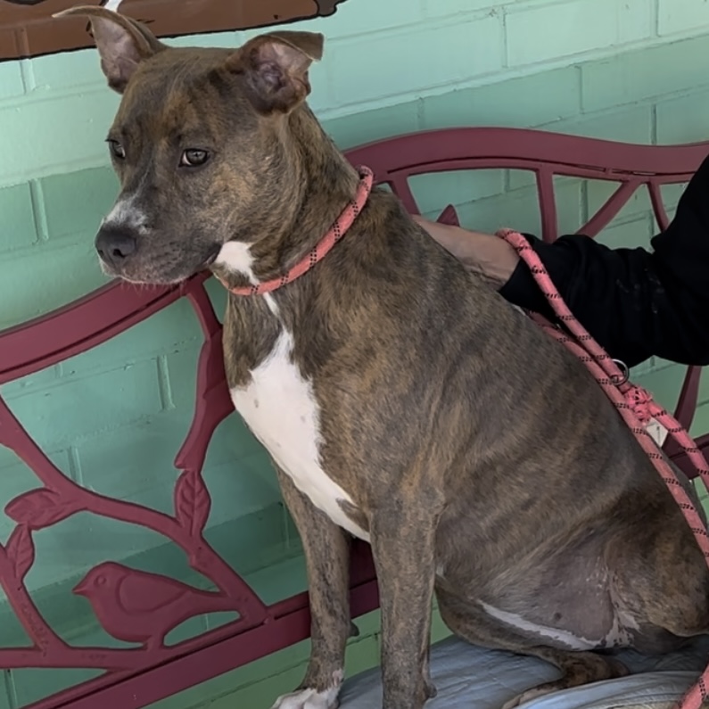 Shadow, a Adoptable Pit Bull Terrier in Trenton, MO image 5/6