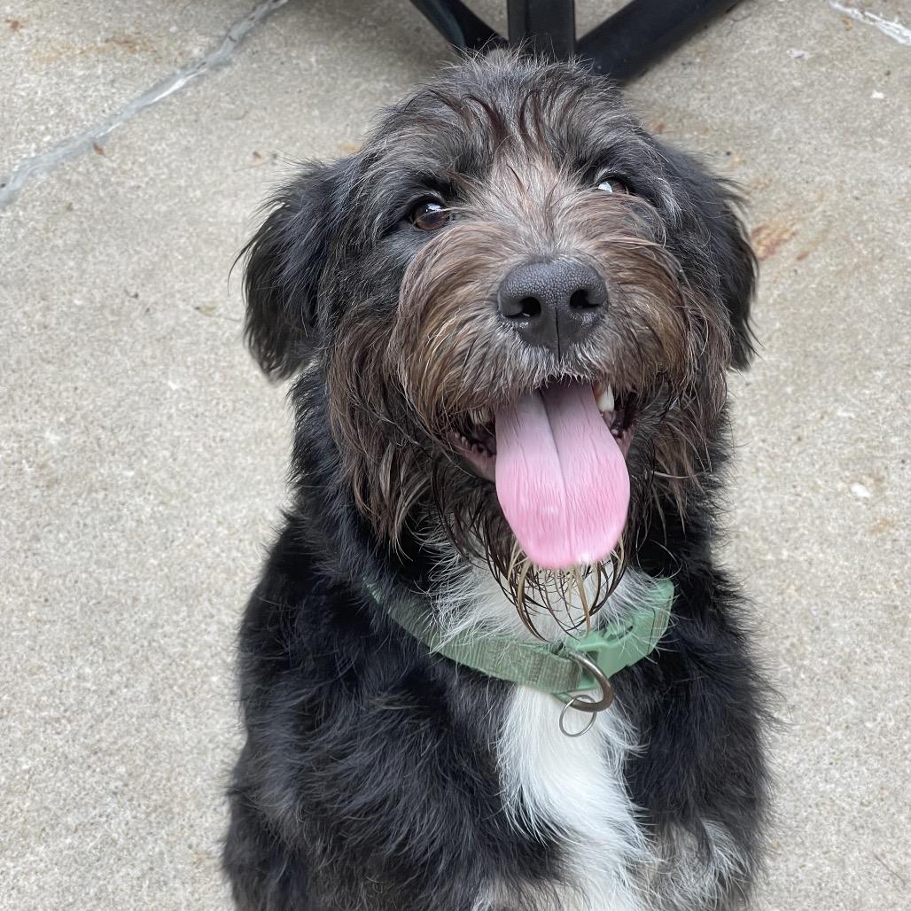 Enlarge Oscar, a Adoptable mixed breed in Tulsa, OK image 1/3