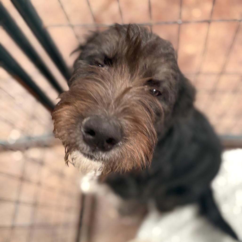Orhun, Adoptable, Young Male Giant Schnauzer & Mixed Breed.