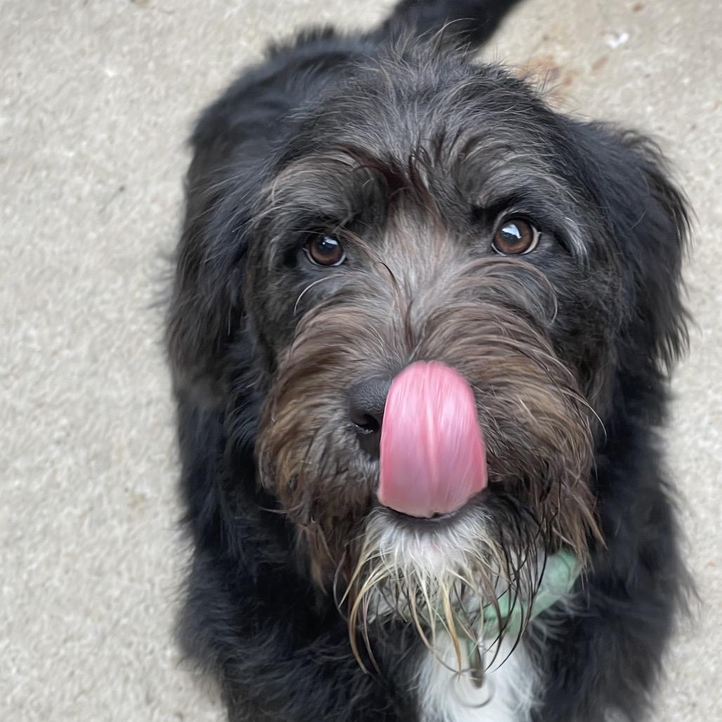 Enlarge Oscar, a Adoptable mixed breed in Tulsa, OK image 2/3