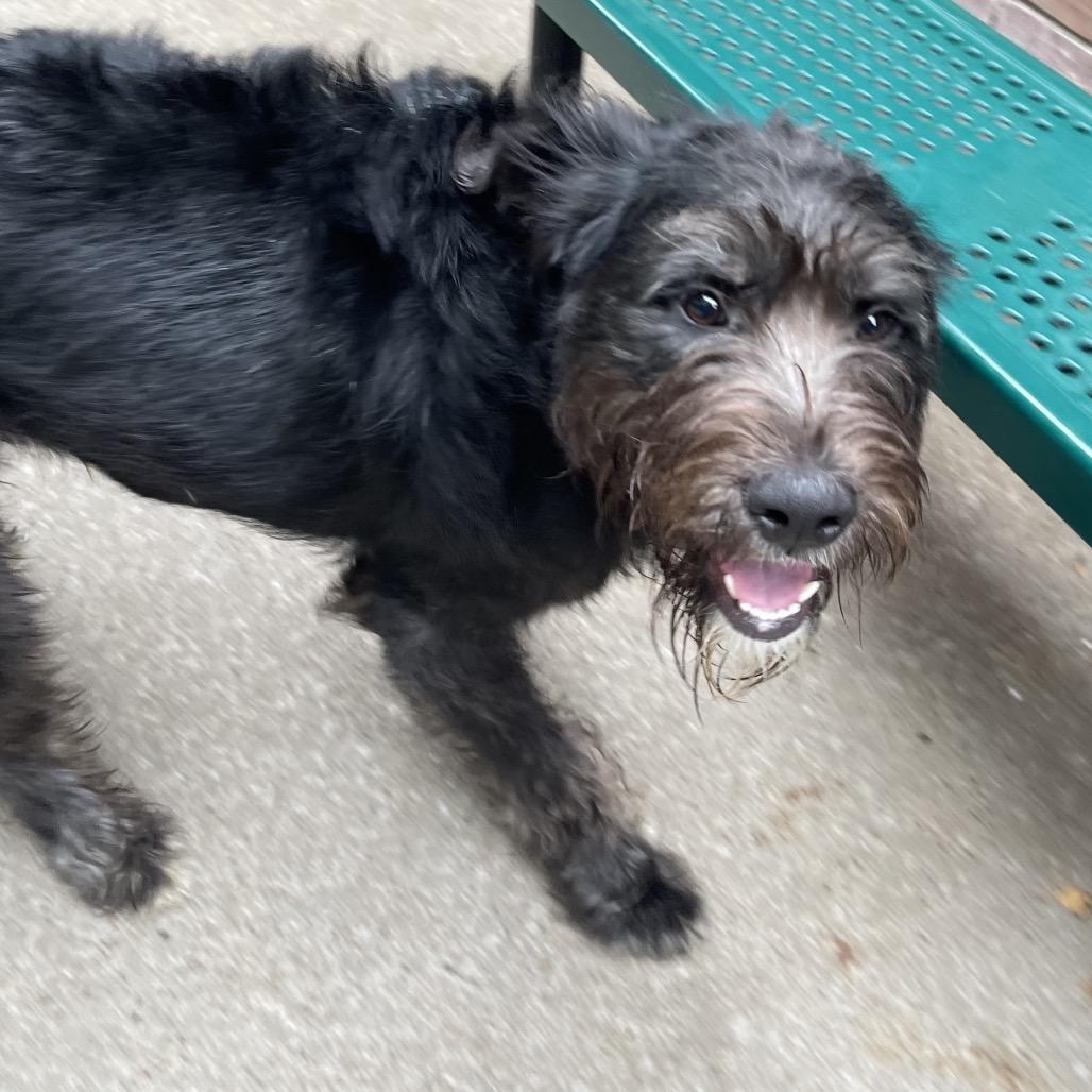 Enlarge Oscar, a Adoptable mixed breed in Tulsa, OK image 3/3