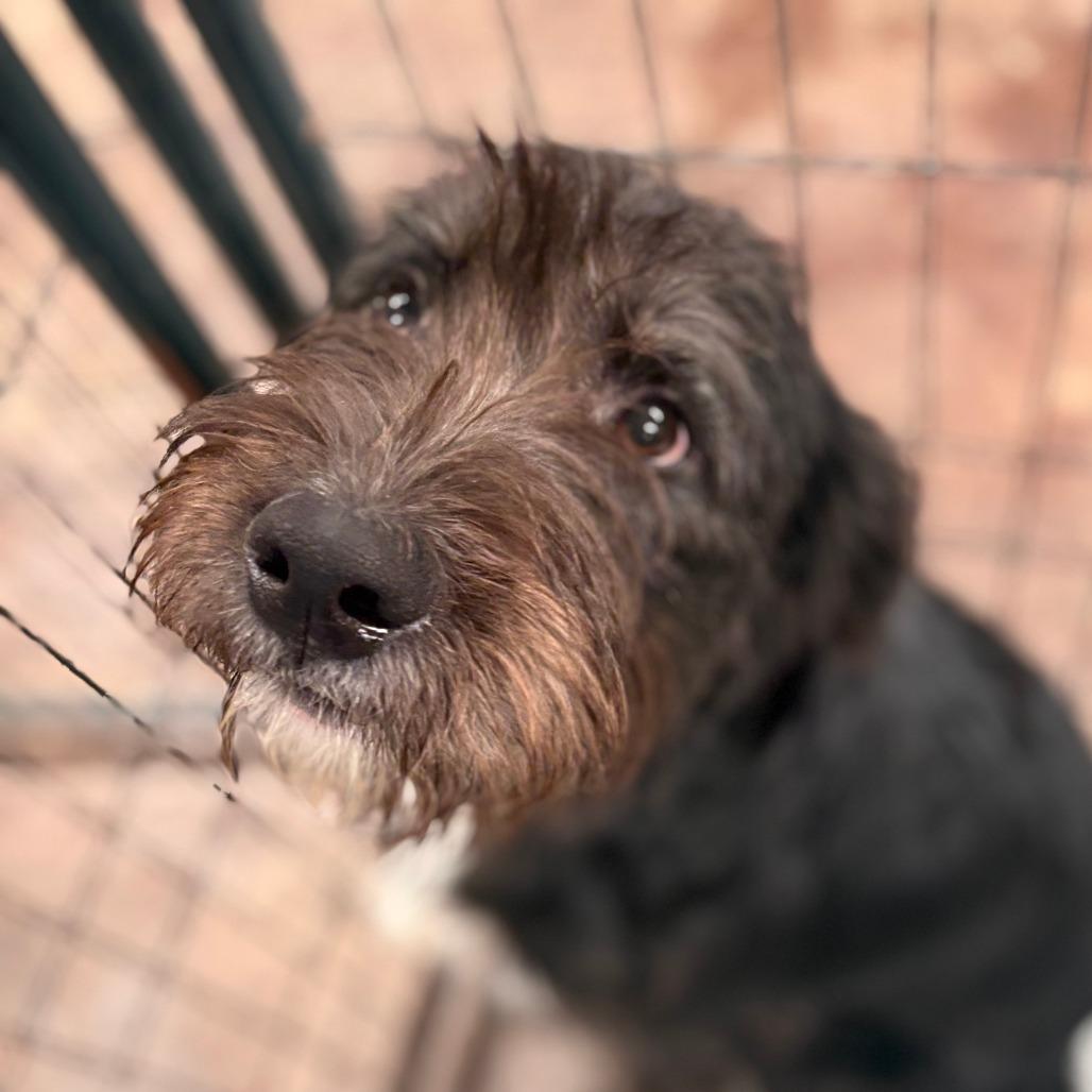 Enlarge Orhun, a Adoptable mixed breed in Tulsa, OK image 2/2