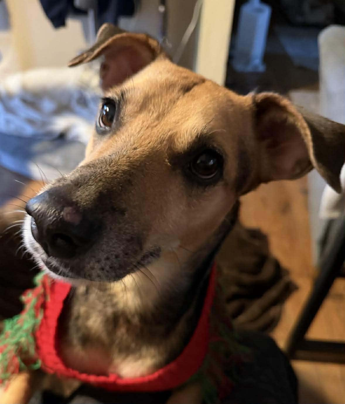 Bobo, an adopted mixed breed in Pittsburgh, PA image 2/6