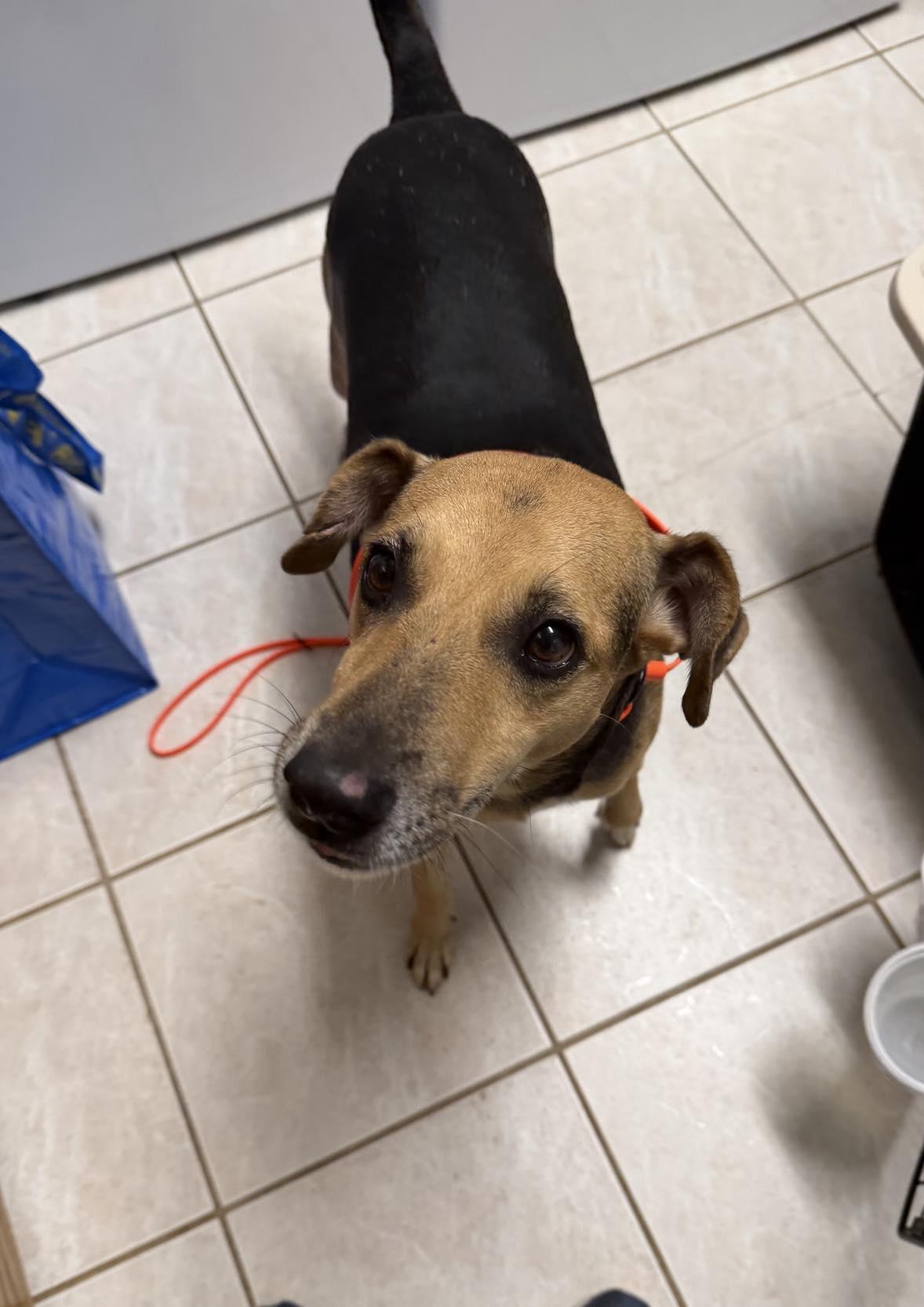 Bobo, an adopted mixed breed in Pittsburgh, PA image 5/6
