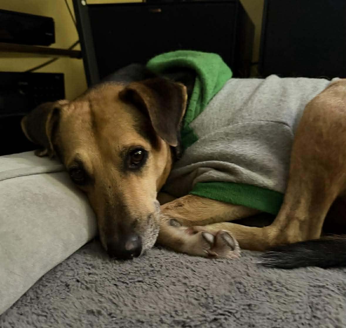 Bobo, an adopted mixed breed in Pittsburgh, PA image 4/6