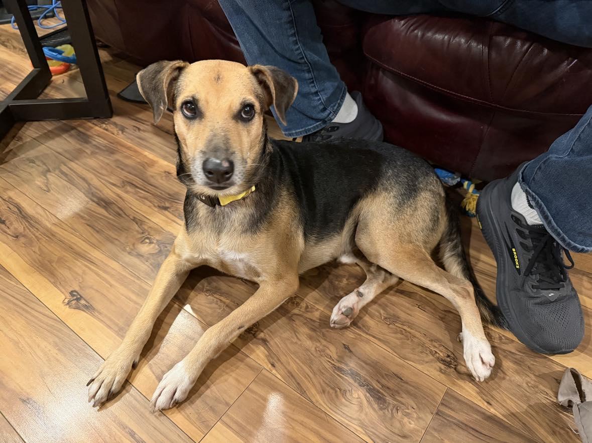 Bobo, an adopted mixed breed in Pittsburgh, PA image 6/6