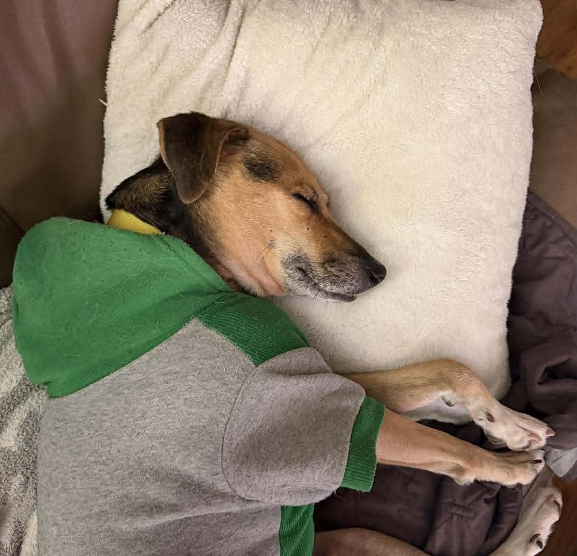 Bobo, an adopted mixed breed in Pittsburgh, PA image 3/6