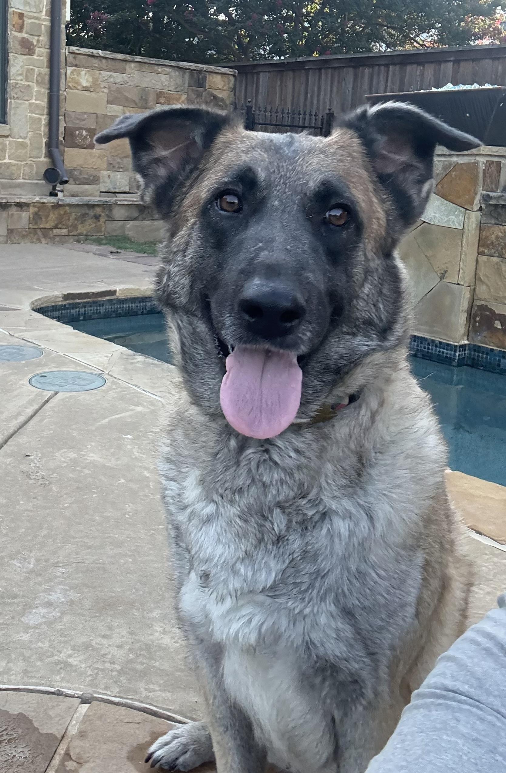Enlarge Apple Blossom, an adopted mixed breed in Lavon, TX image 1/5