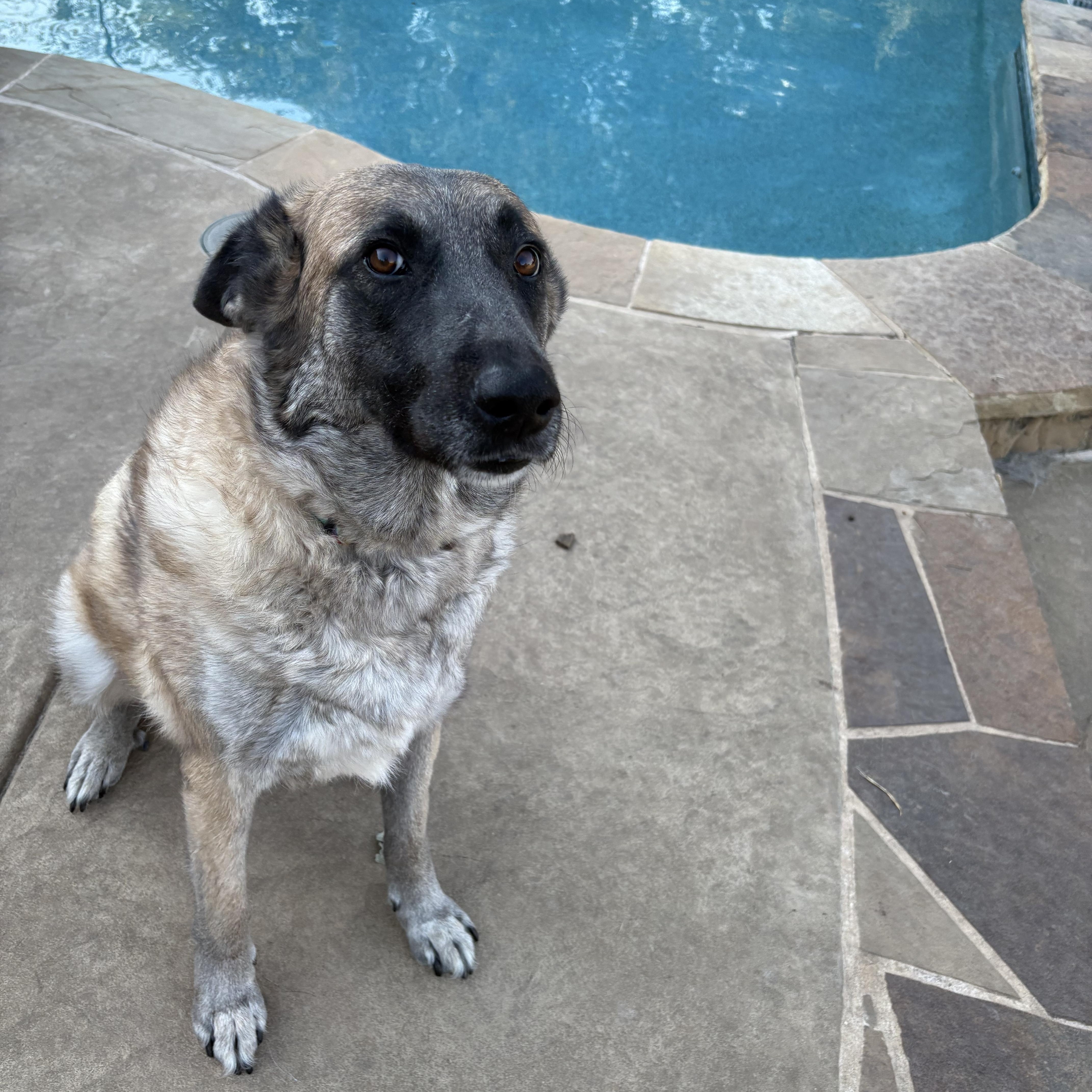 Enlarge Apple Blossom, an adopted mixed breed in Lavon, TX image 3/5