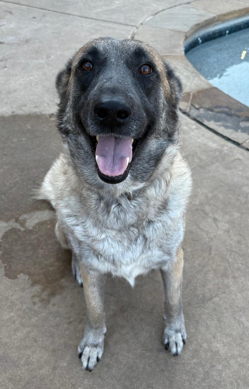 Enlarge Apple Blossom, an adopted mixed breed in Lavon, TX image 2/5