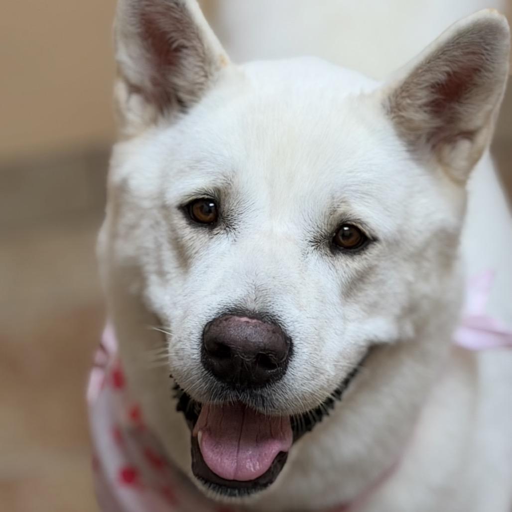 Katana, Adoptable, Adult Female Akita.