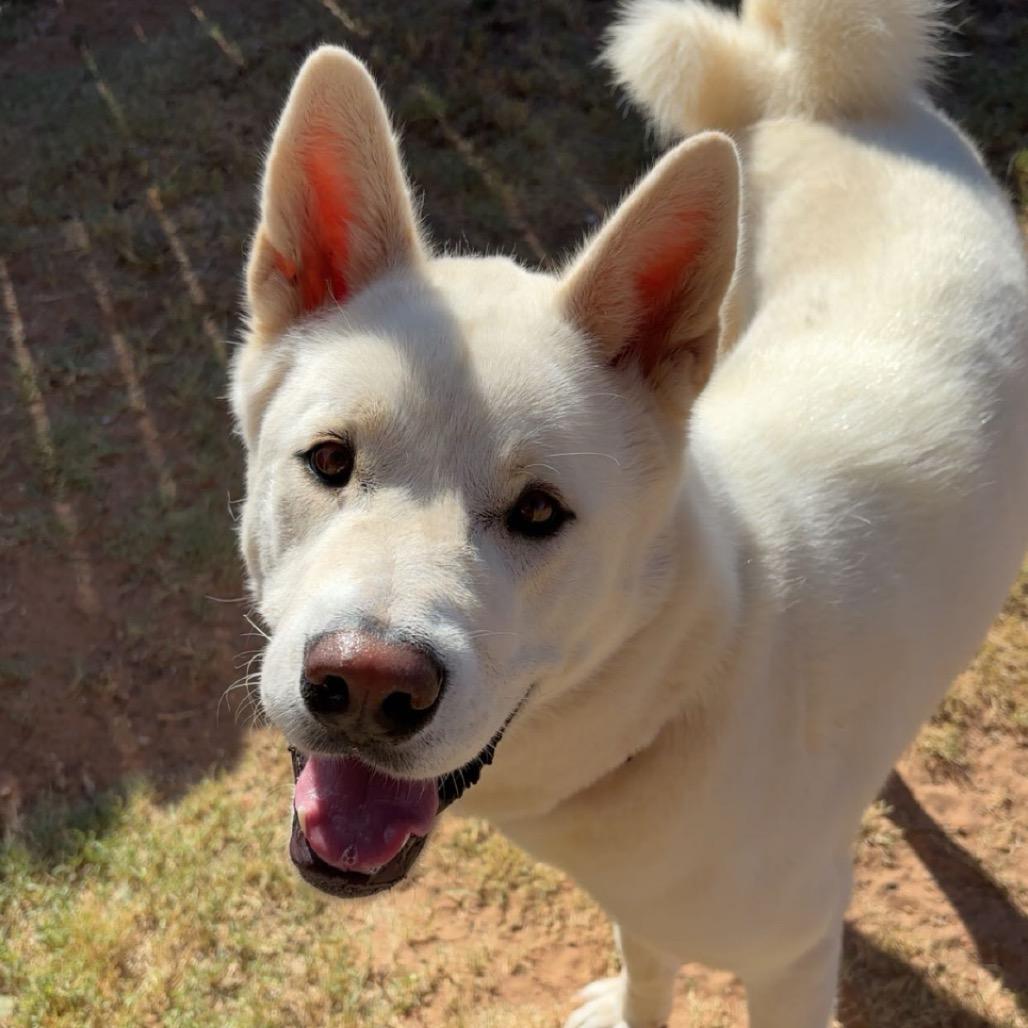 Enlarge Katana, a Adoptable Akita in Midland, TX image 2/3