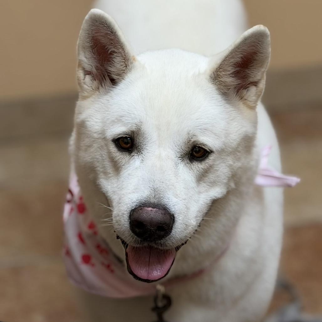 Enlarge Katana, a Adoptable Akita in Midland, TX image 3/3