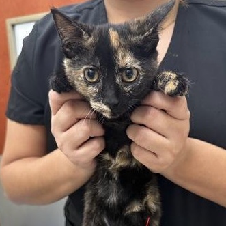 Carrots, adopted, Young Female Domestic Short Hair.