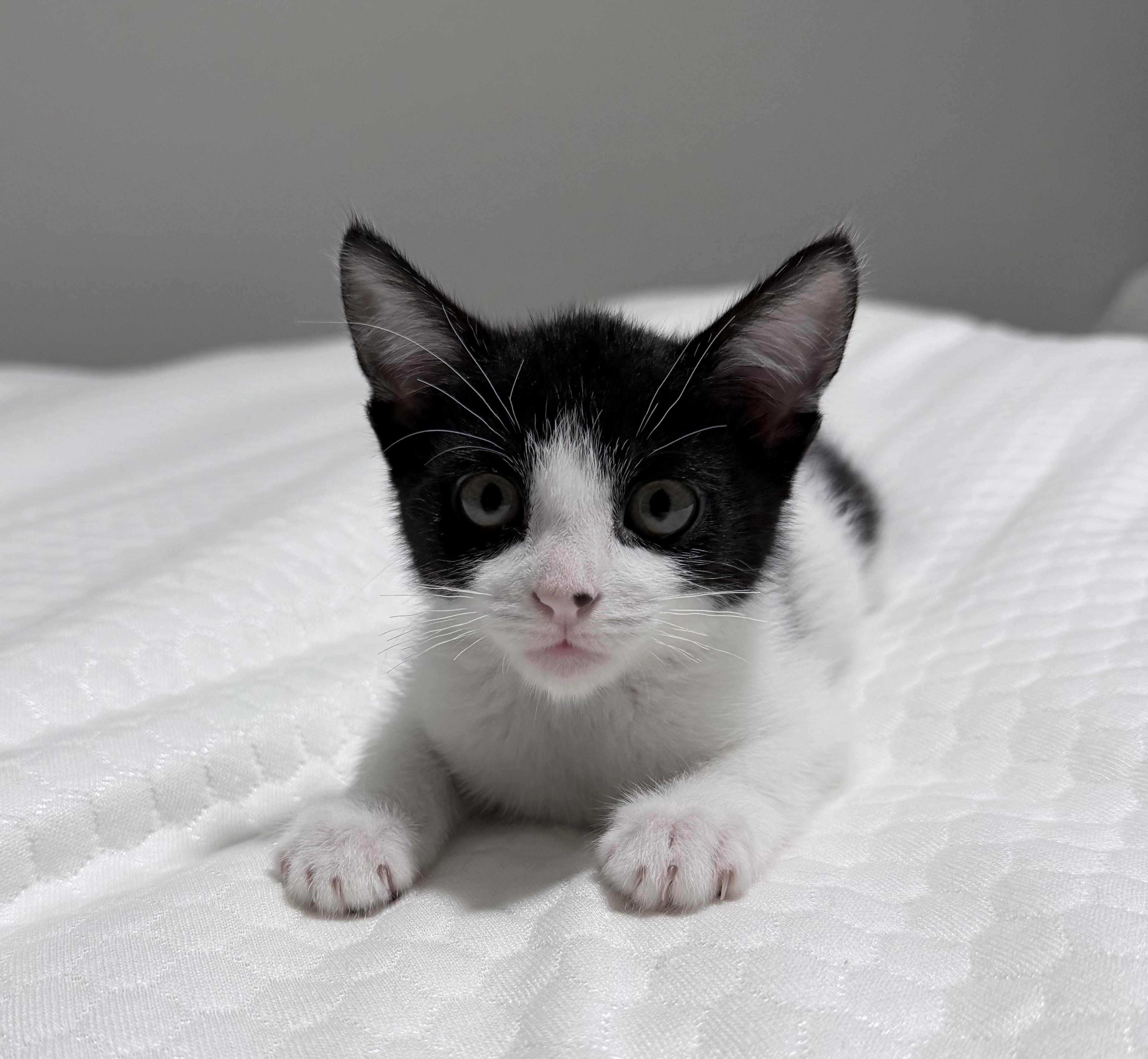 Cleo, ADOPTABLE, Kitten Female Domestic Short Hair.