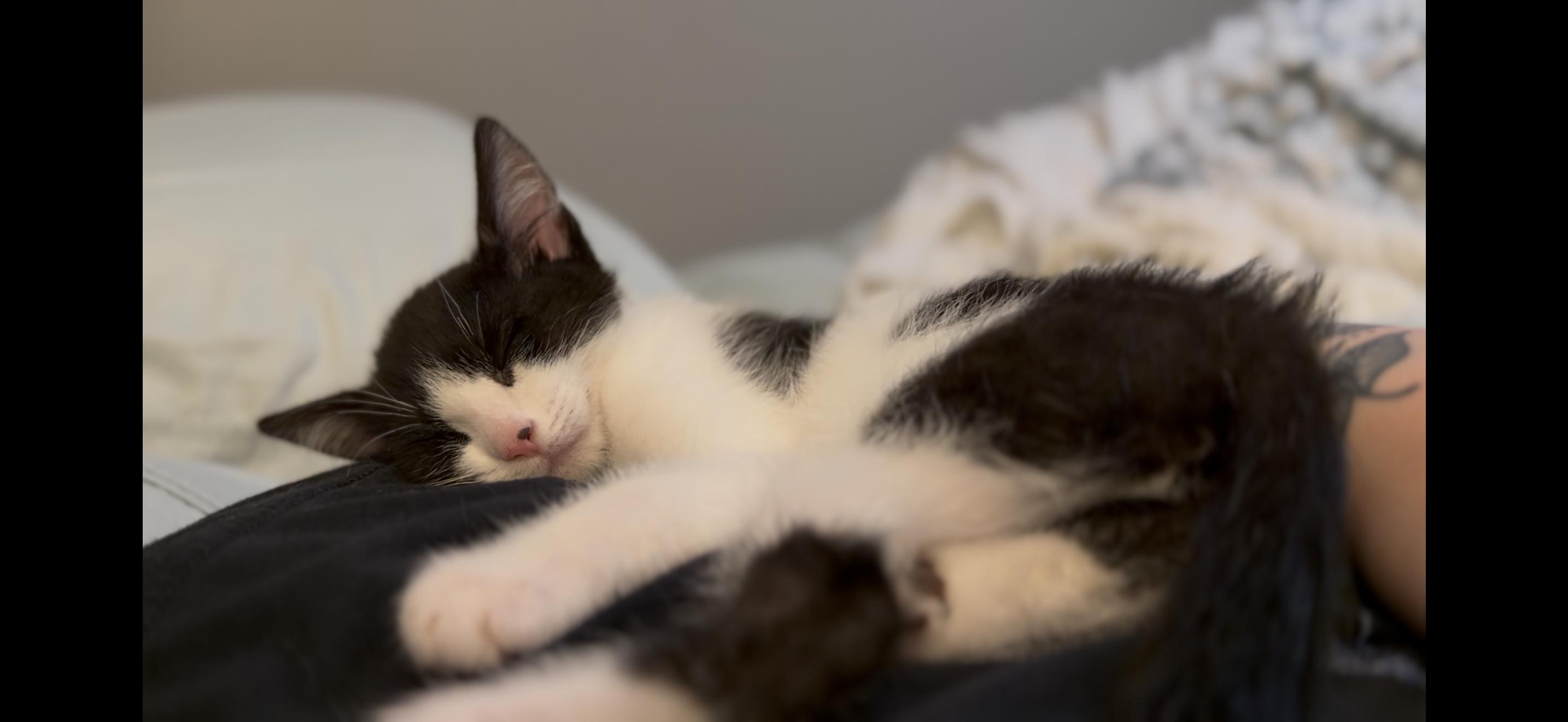 Enlarge Cleo, a ADOPTABLE Domestic Short Hair in Reno, NV image 2/2