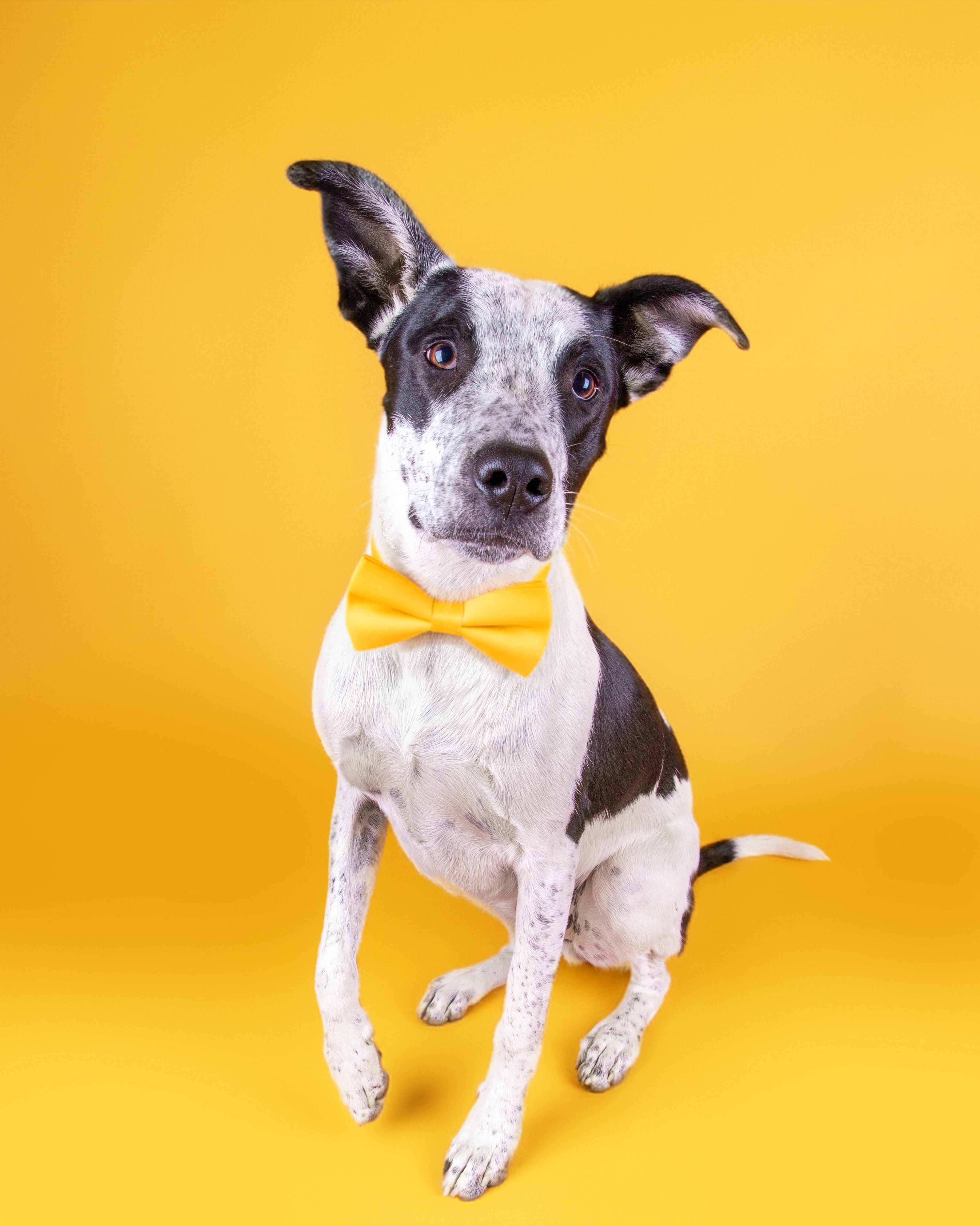 Pita, a Adoptable Australian Cattle Dog / Blue Heeler in Salt Lake City, UT image 1/4