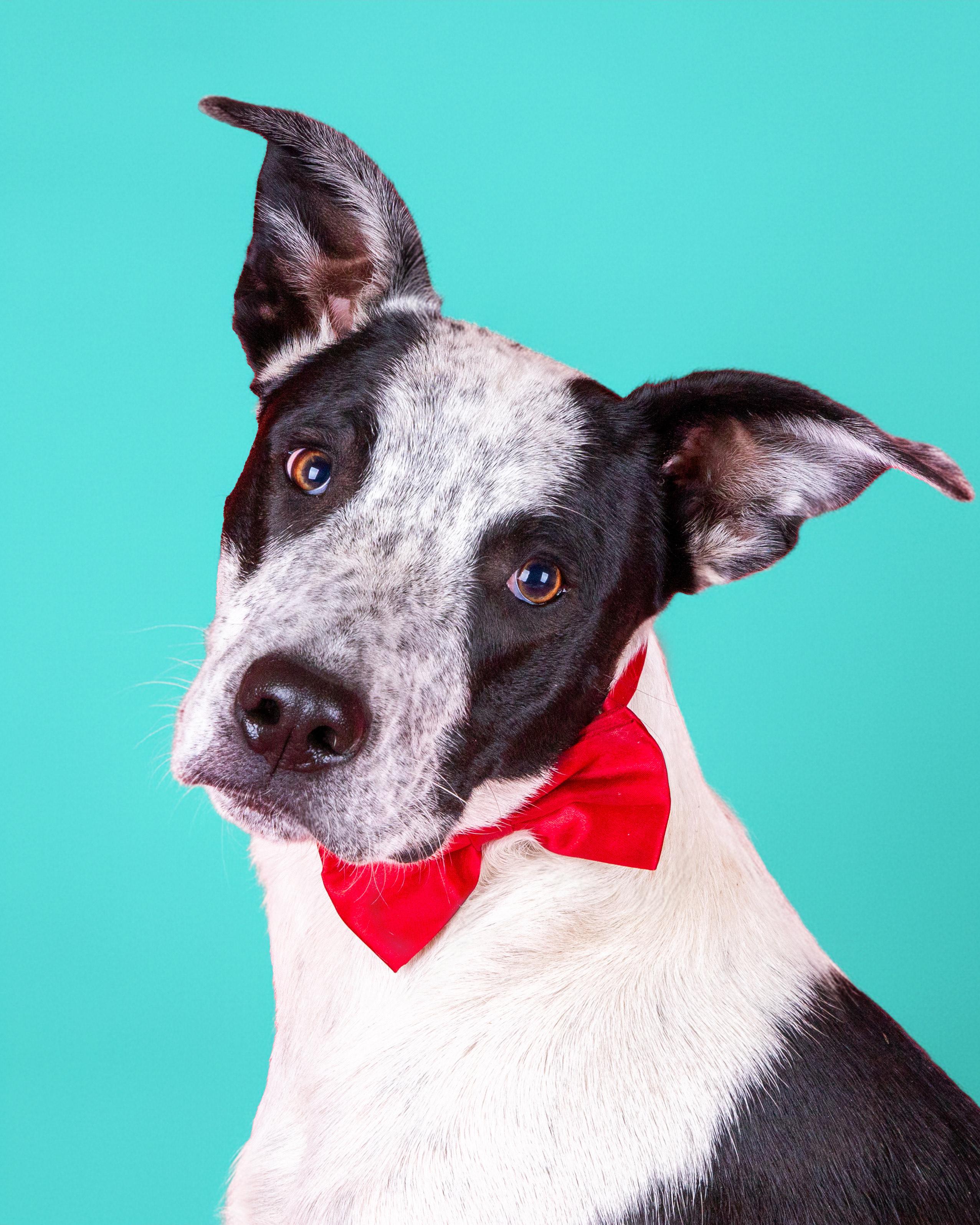 Pita, a Adoptable Australian Cattle Dog / Blue Heeler in Salt Lake City, UT image 2/4