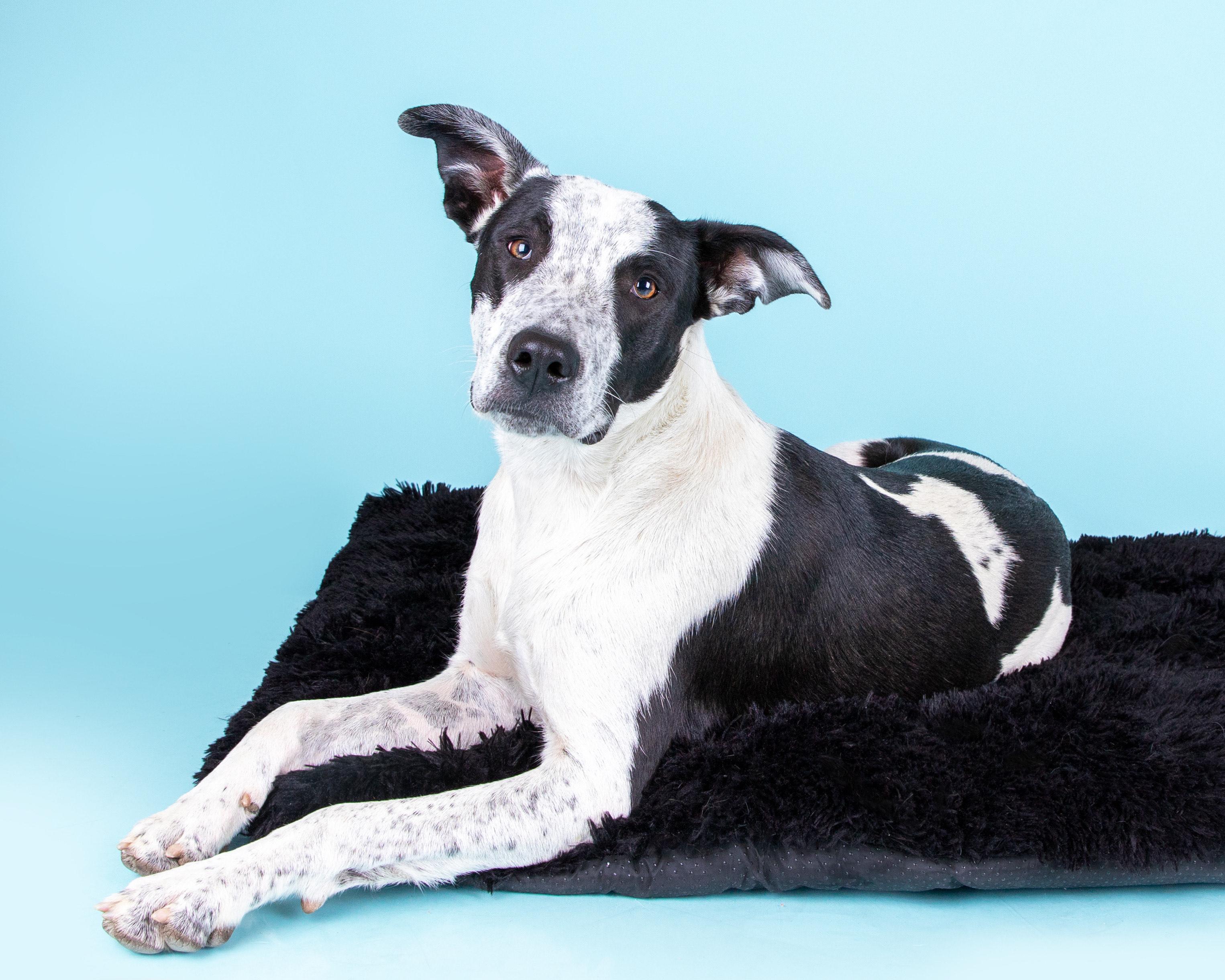 Pita, a Adoptable Australian Cattle Dog / Blue Heeler in Salt Lake City, UT image 3/4