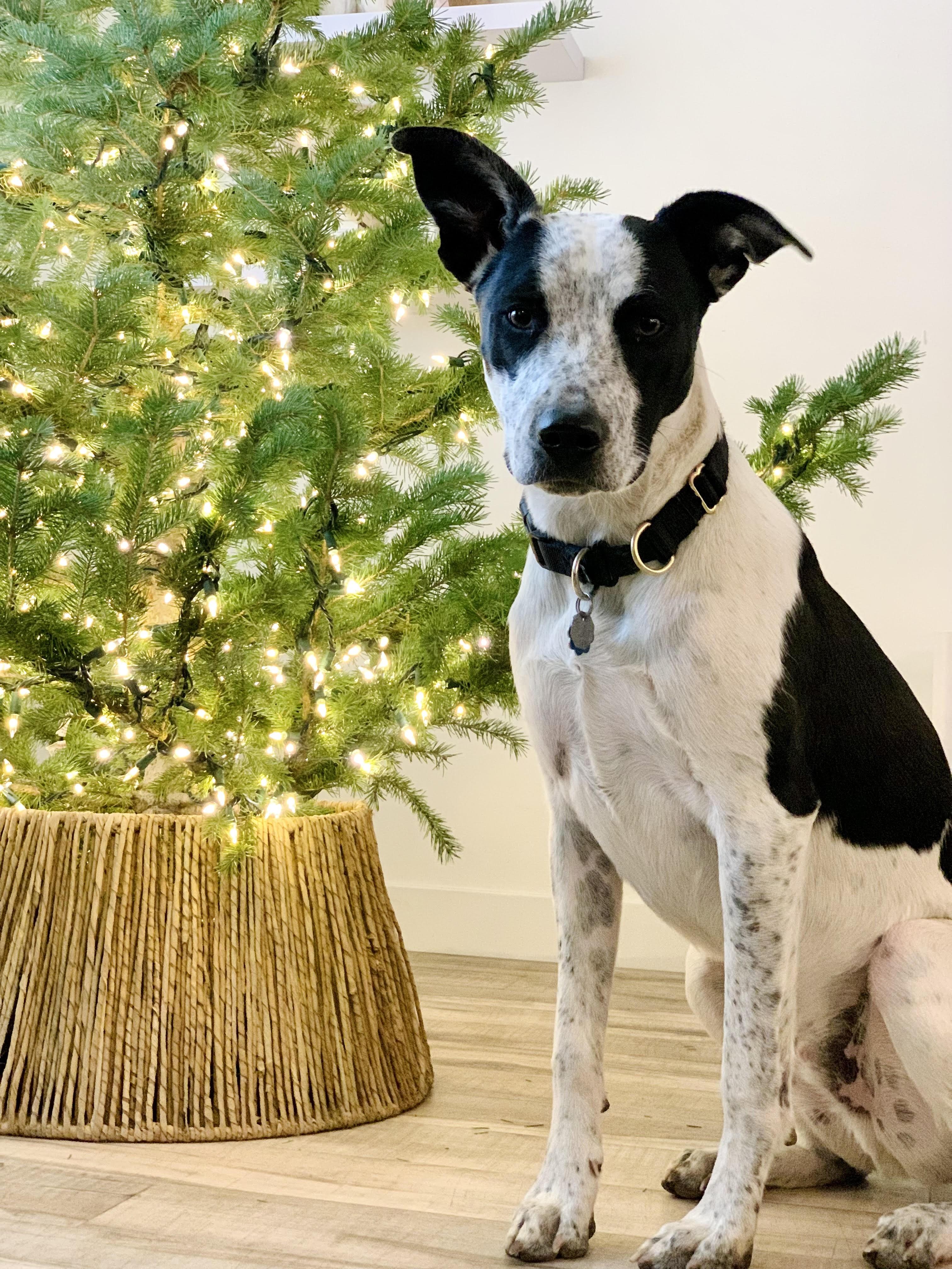 Pita, a Adoptable Australian Cattle Dog / Blue Heeler in Salt Lake City, UT image 4/4