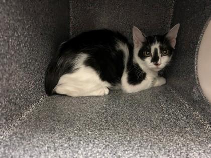 Dynamite, Adoptable, Kitten Male Domestic Short Hair & Domestic Short Hair.