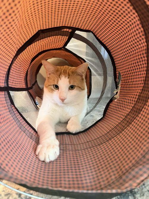 Enlarge Tango, a ADOPTABLE Tabby in Mount Royal, NJ image 2/2