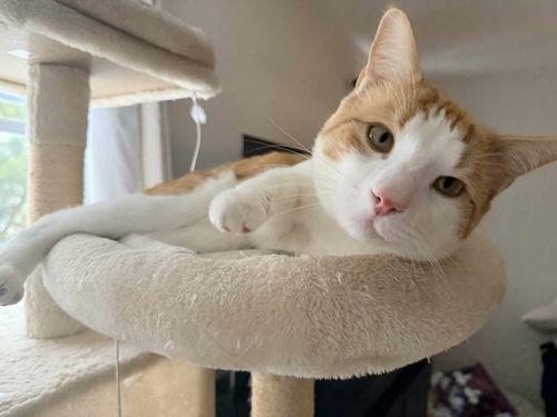 Tango, ADOPTABLE, Young Male Tabby.