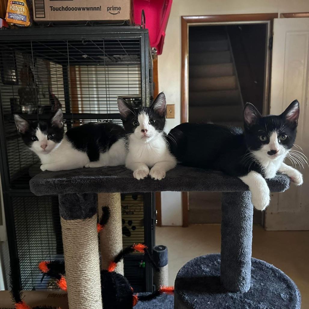 Dot, Adoptable, Young Male Domestic Short Hair.