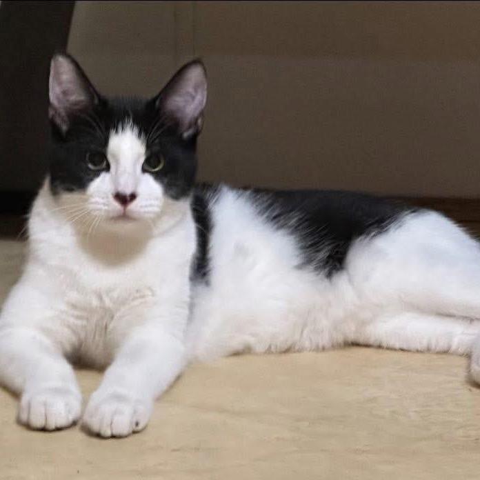 Dot, a Adoptable Domestic Short Hair in Enterprise, AL image 2/2