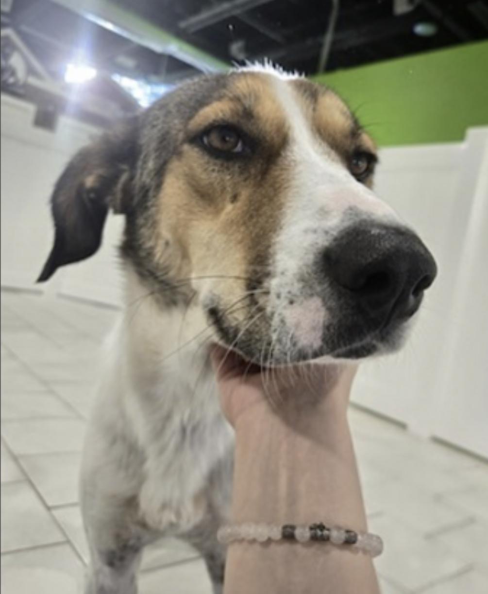 Jimmy — thumbnail 5