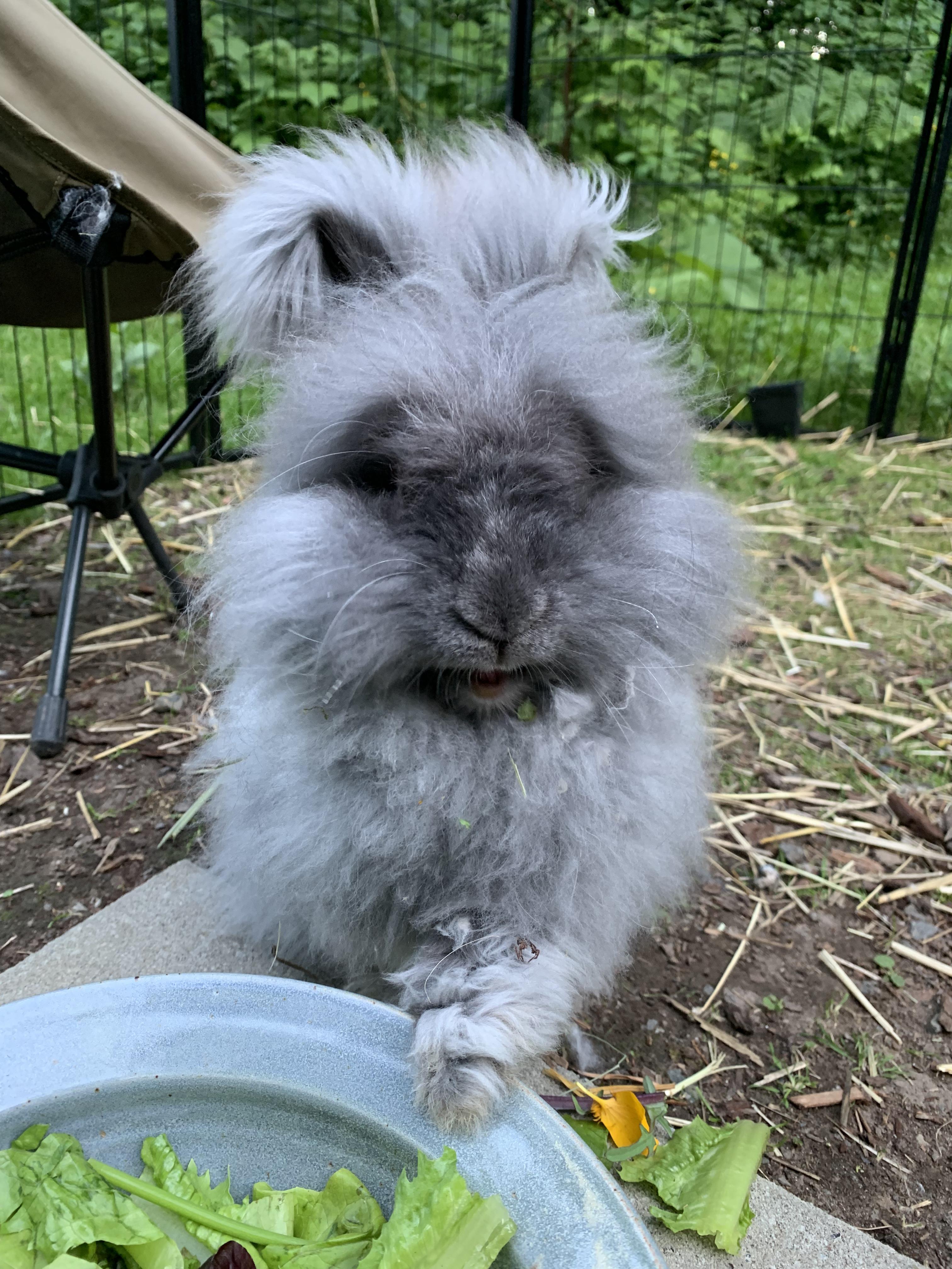 Violet, a ADOPTABLE Angora Rabbit in Ferndale, WA image 5/5