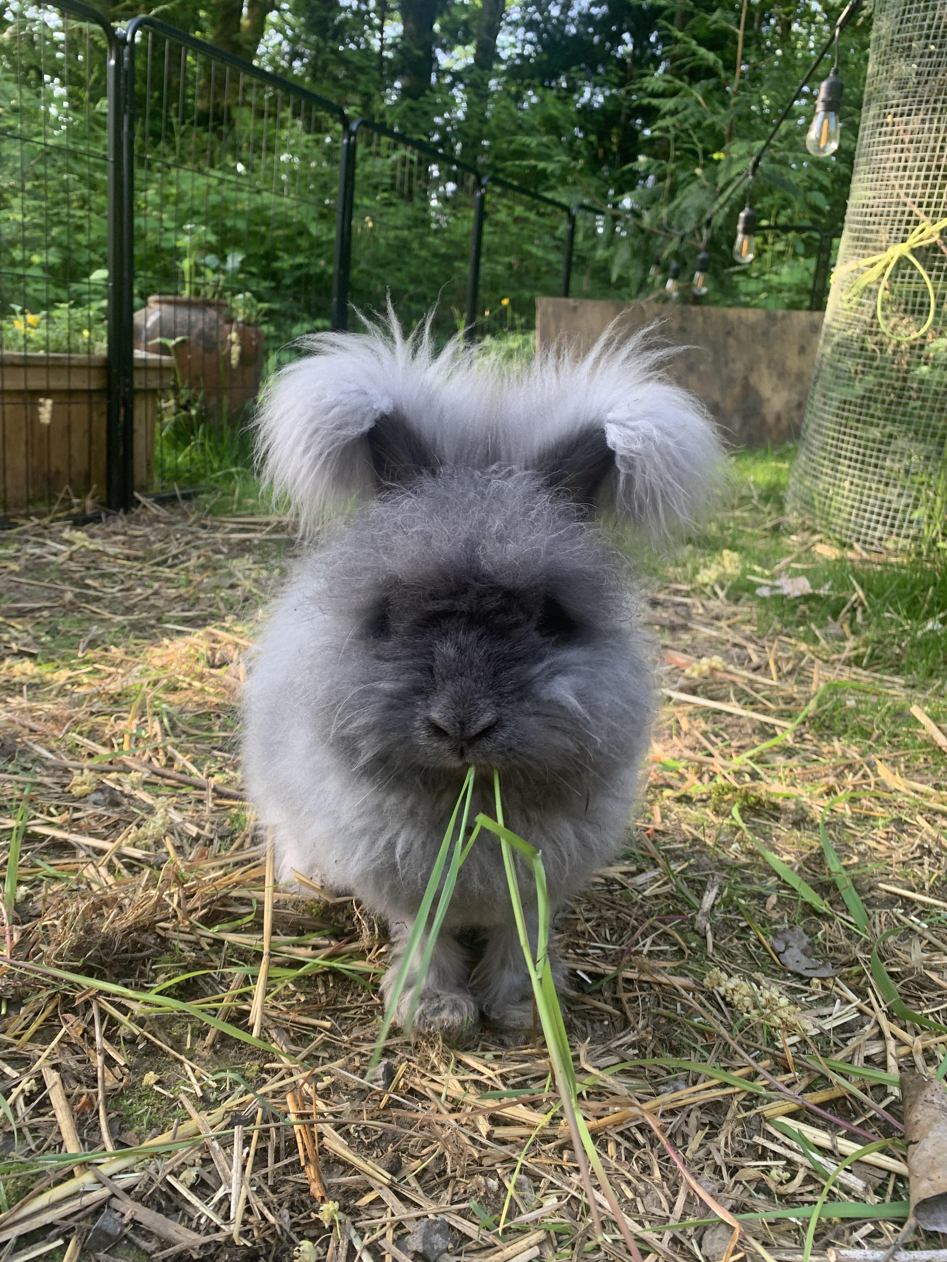 Violet, a ADOPTABLE Angora Rabbit in Ferndale, WA image 2/5