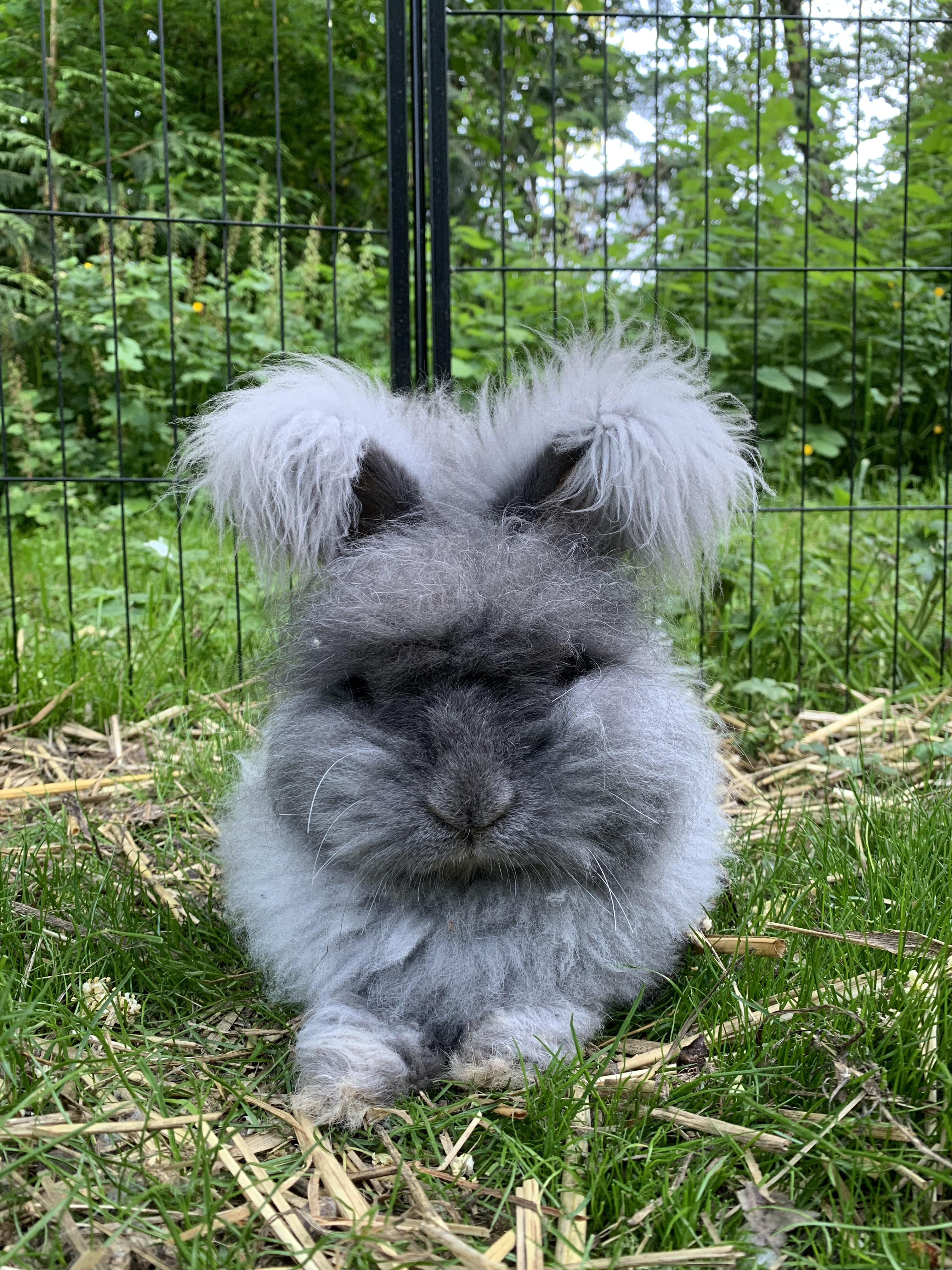 Violet, a ADOPTABLE Angora Rabbit in Ferndale, WA image 4/5