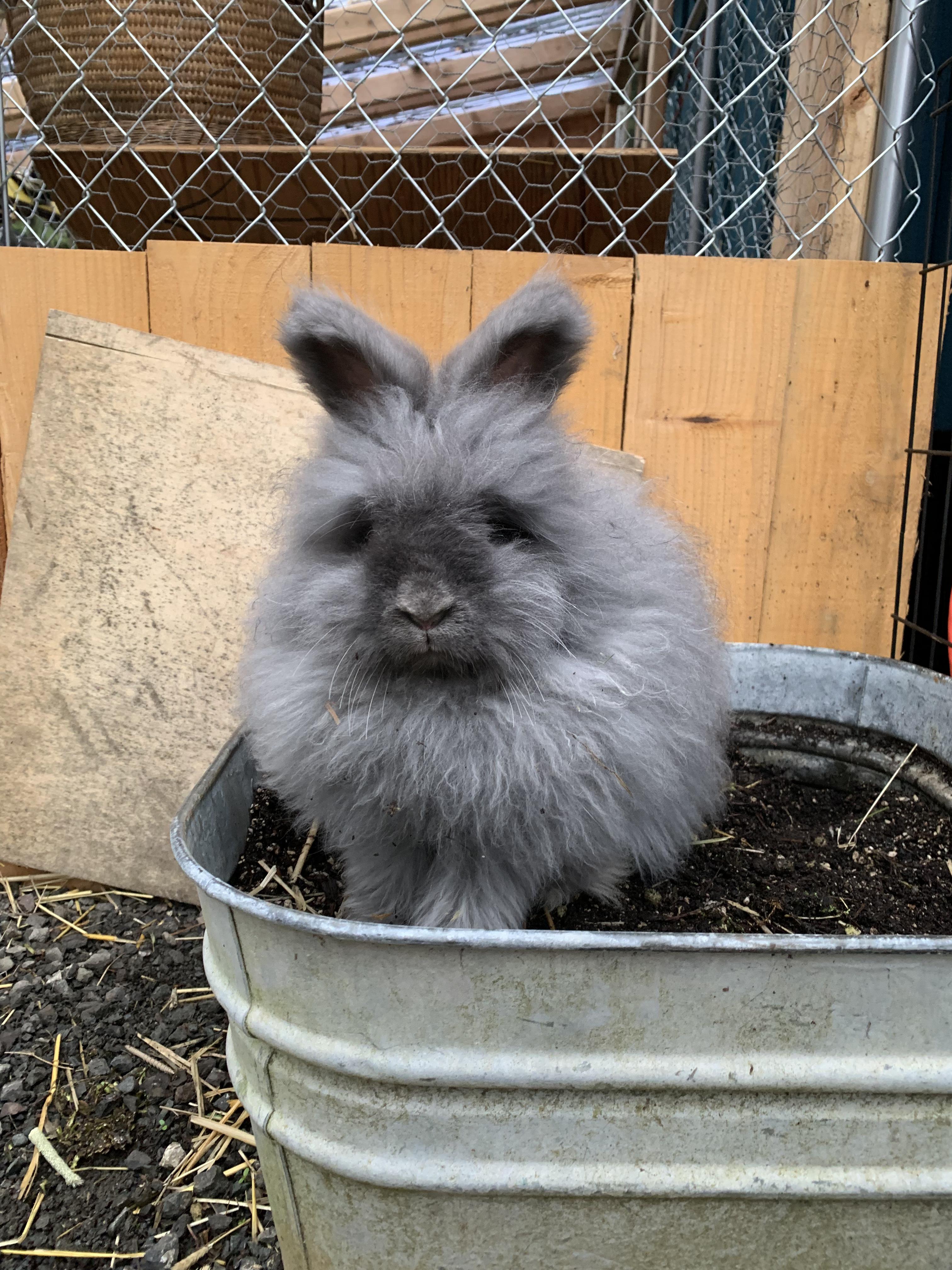 Violet, ADOPTABLE, Young Female Angora Rabbit.