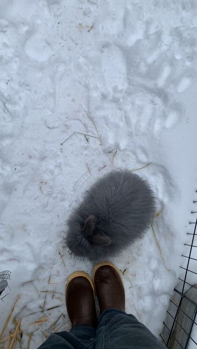 Enlarge Violet, a ADOPTABLE Angora Rabbit in Ferndale, WA video 3/5