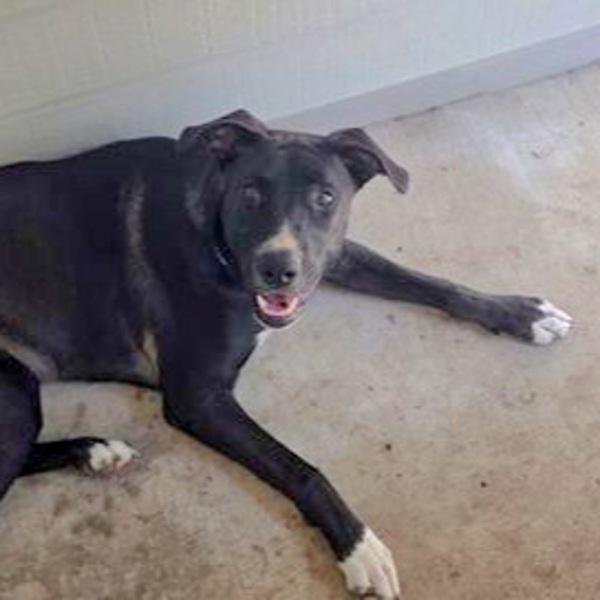 Enlarge Oliver, a Adoptable mixed breed in Austin, TX image 1/1