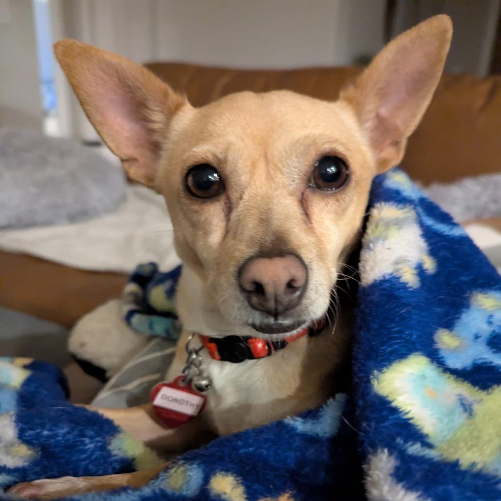 Dorothy, Adoptable, Adult Female Chihuahua.