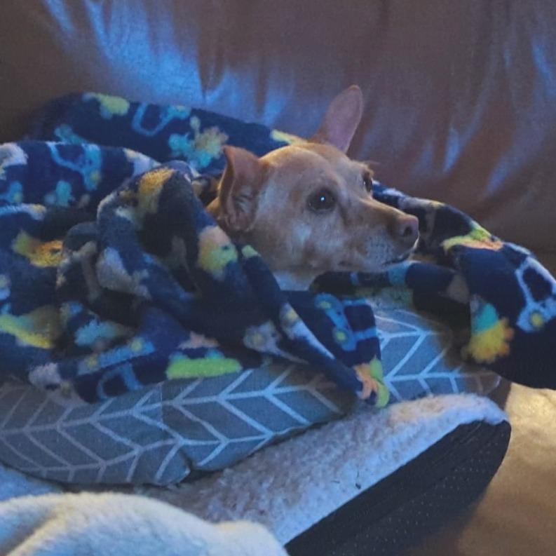 Enlarge Dorothy, a Adoptable mixed breed in Wimberley, TX image 2/6