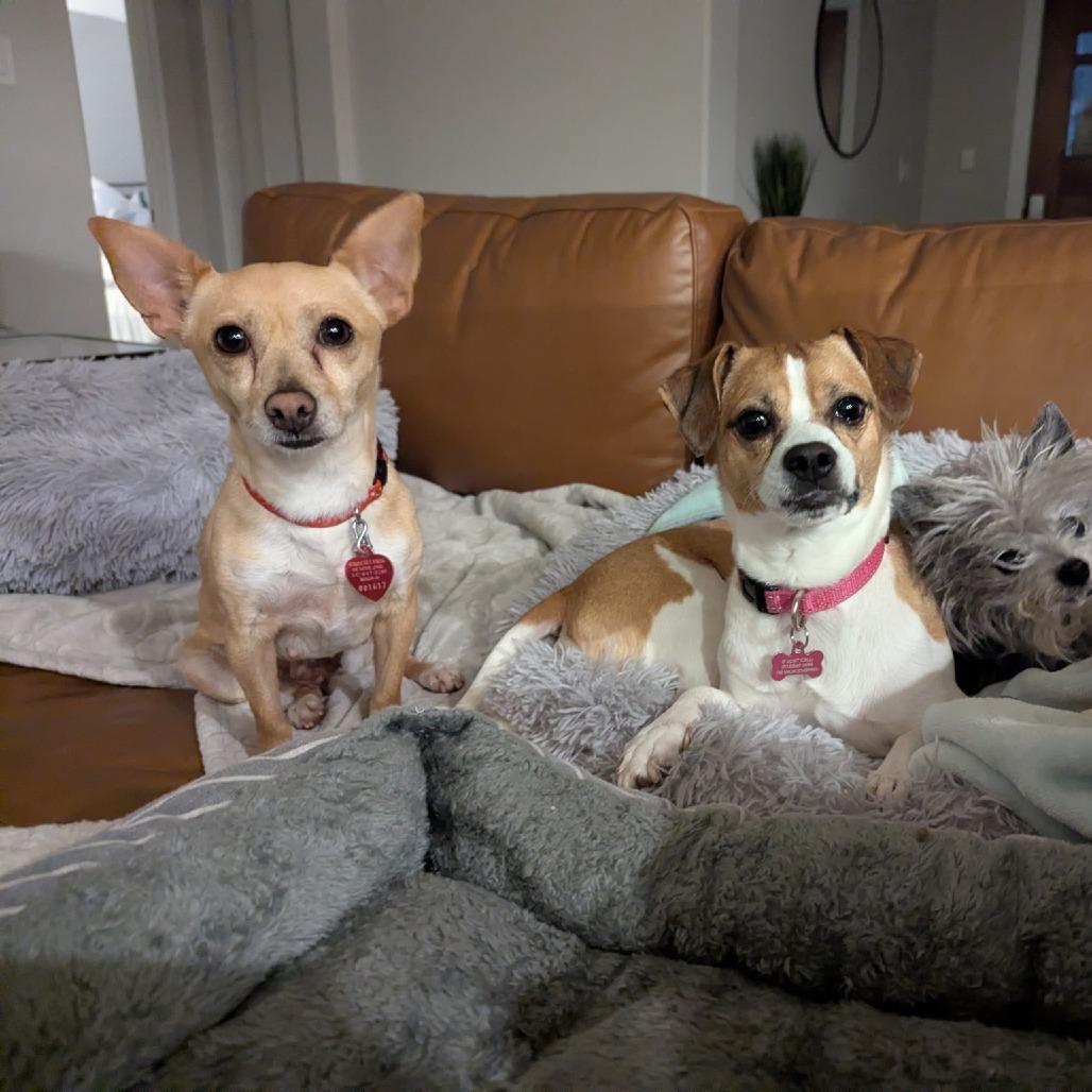 Enlarge Dorothy, a Adoptable mixed breed in Wimberley, TX image 3/6