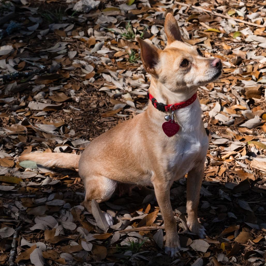 Enlarge Dorothy, a Adoptable mixed breed in Wimberley, TX image 4/6