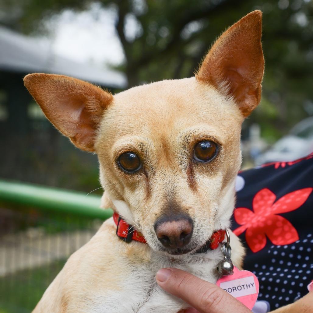 Enlarge Dorothy, a Adoptable mixed breed in Wimberley, TX image 4/6